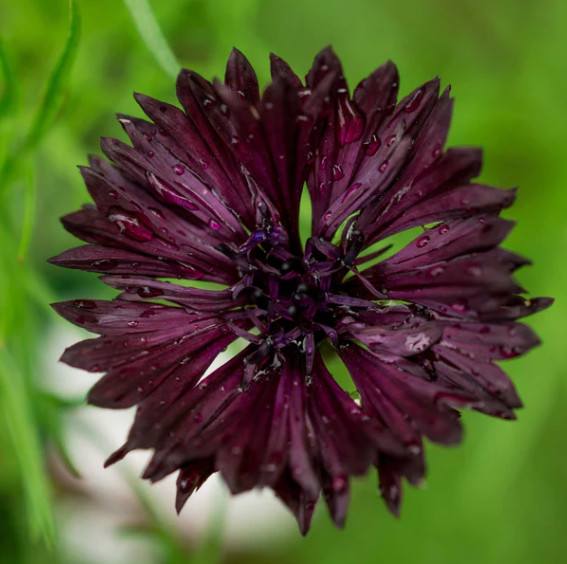 Cornflower Midnight Garden Mix Black White Bachelor Button Pollinator 500 Seeds!