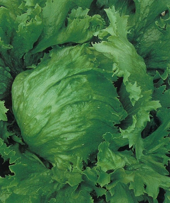 2g Newly Harvested Fresh Great Lakes 659 Premium Lettuce Seeds-A 38