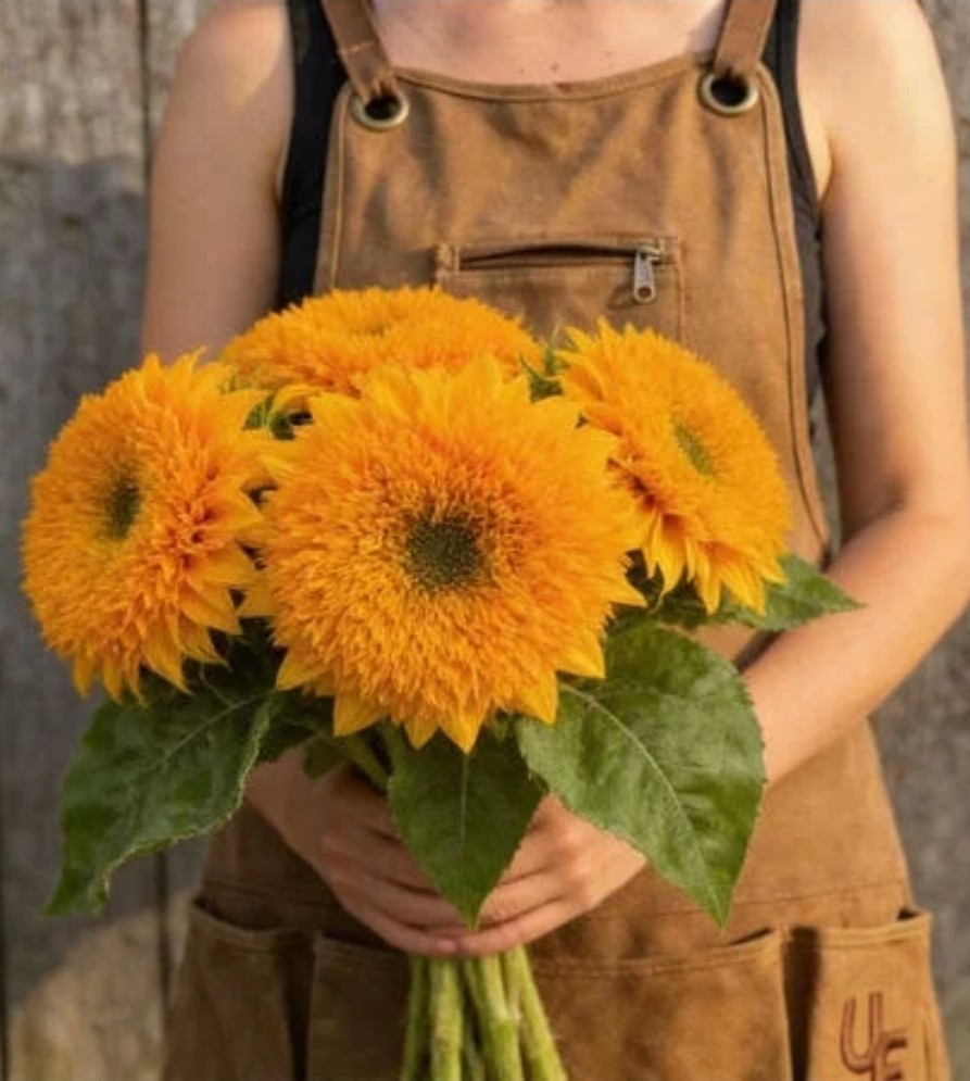 Sunflower “Teddy Bear” – 50 Seeds – Attracts Birds/Butterflies