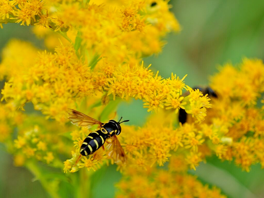 Canadian goldenrod 1000 seeds, solidago canadensis, large flowers, bulk seeds.