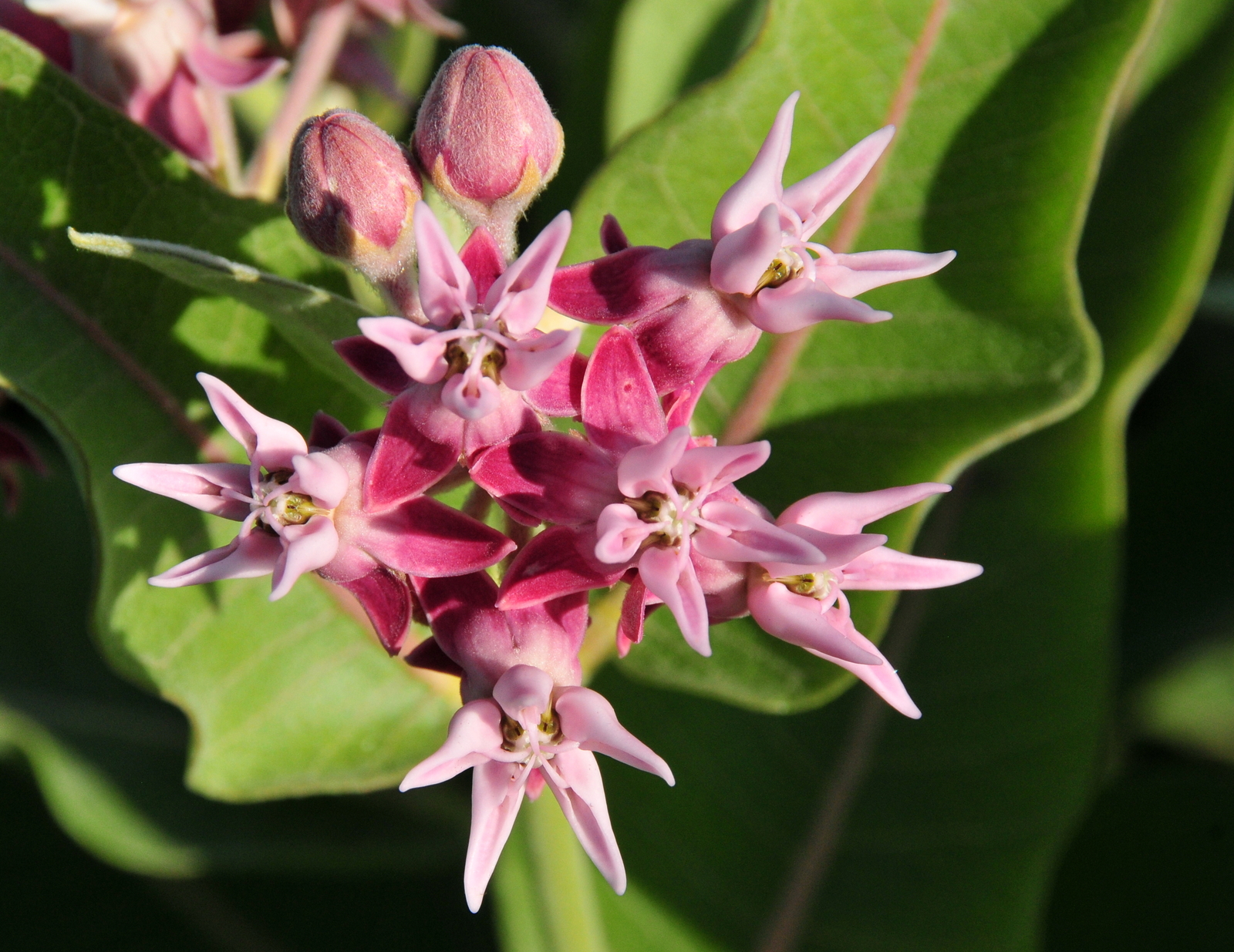 1,000 ASCLEPIAS SPECIOSA Seeds (Showy Milkweed) | NON-GMO | Free shipping