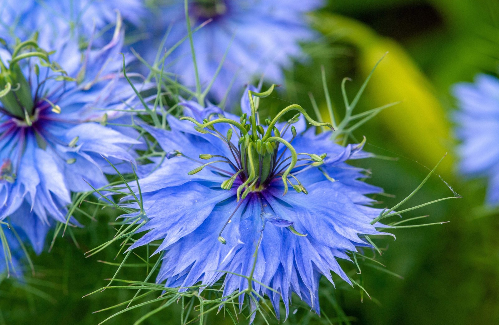 500 BLUE LOVE IN A MIST Miss Jekyll Nigella Damascena Flower Seeds *Comb S/H