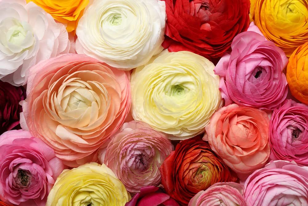 6 Mixed Peony Ranunculus Bulbs – Ships from Iowa, USA – 6 Large Healthy Bulbs fo