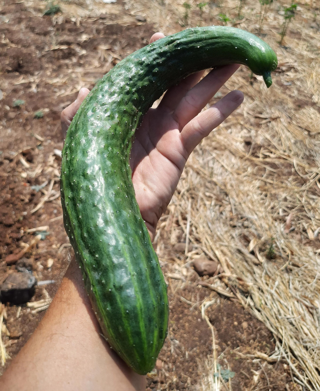China Jade Burpless Cucumber Seeds – For 2026 Planting Delicious Long Dark Green