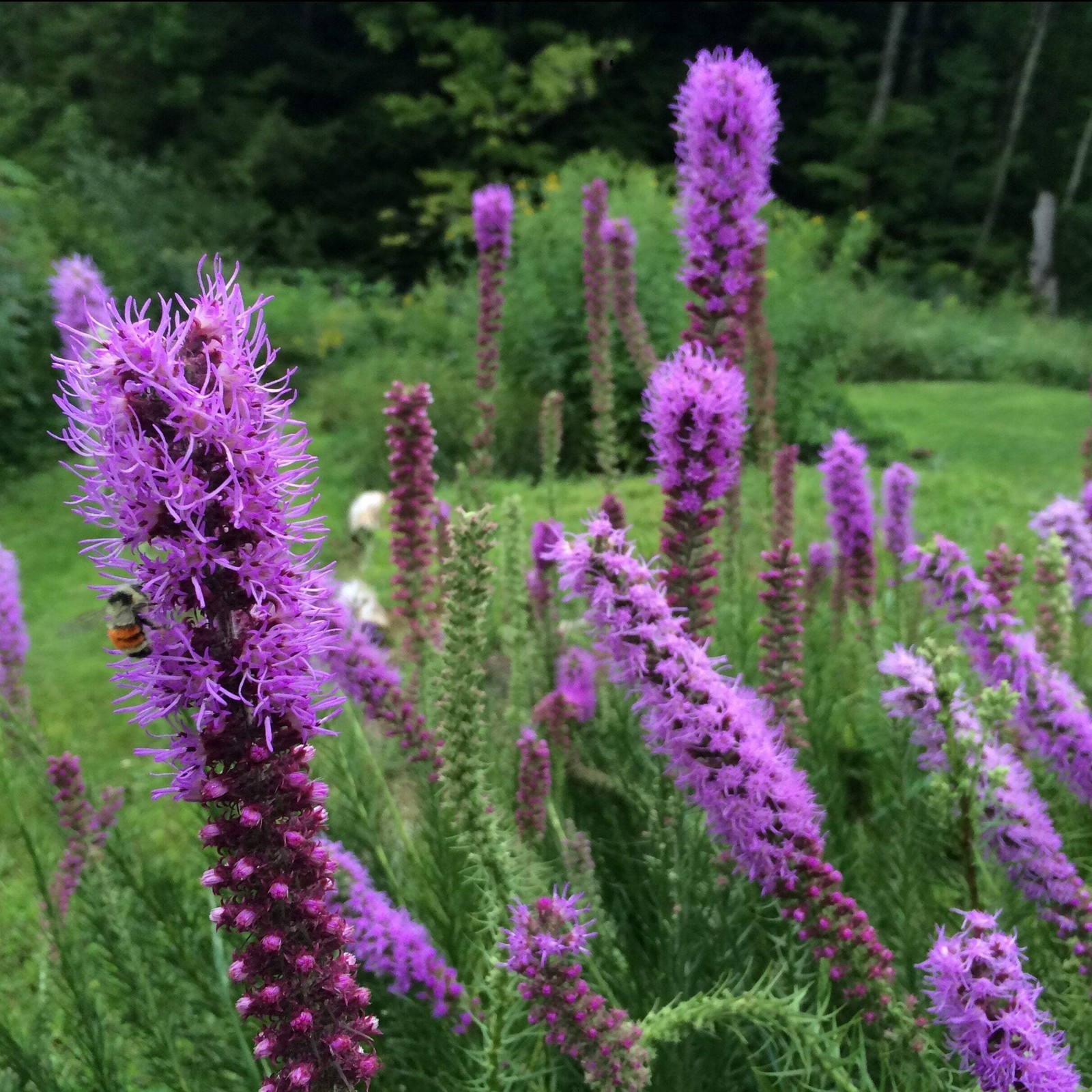 Dense Blazing Star Seeds (Liatris spicata) ~Native Wildflower Pollinator Garden