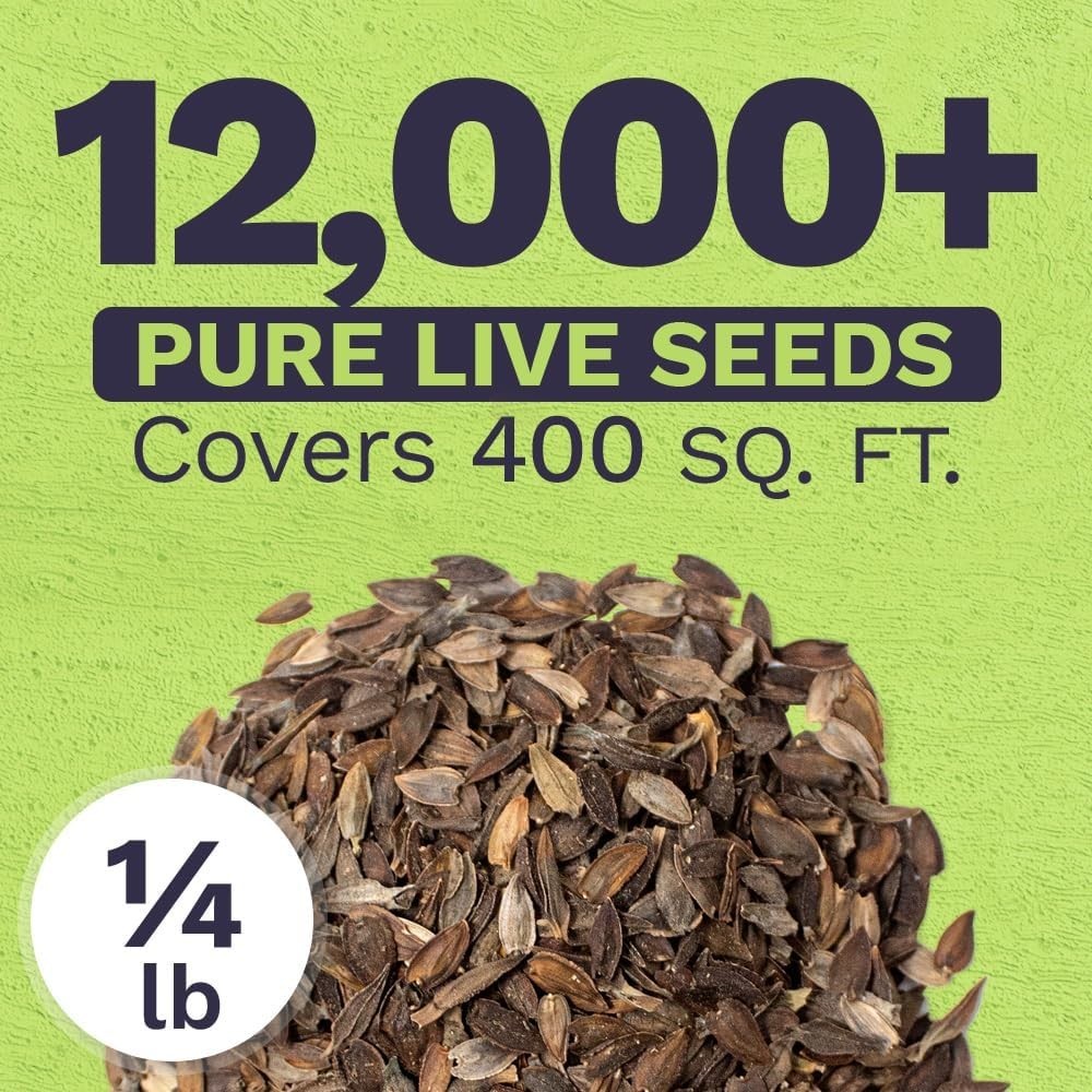 Bulk Zinnia Seeds – California Giants Mix – Bulk 1/4 Pound Bag Over 12,000 Fl…