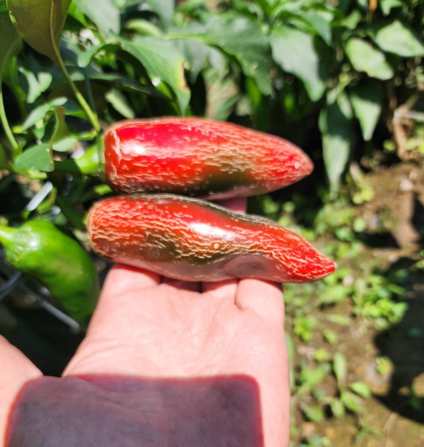 100+ Mammoth Jalapeno Hot Pepper Seeds – Organic — NON GMO