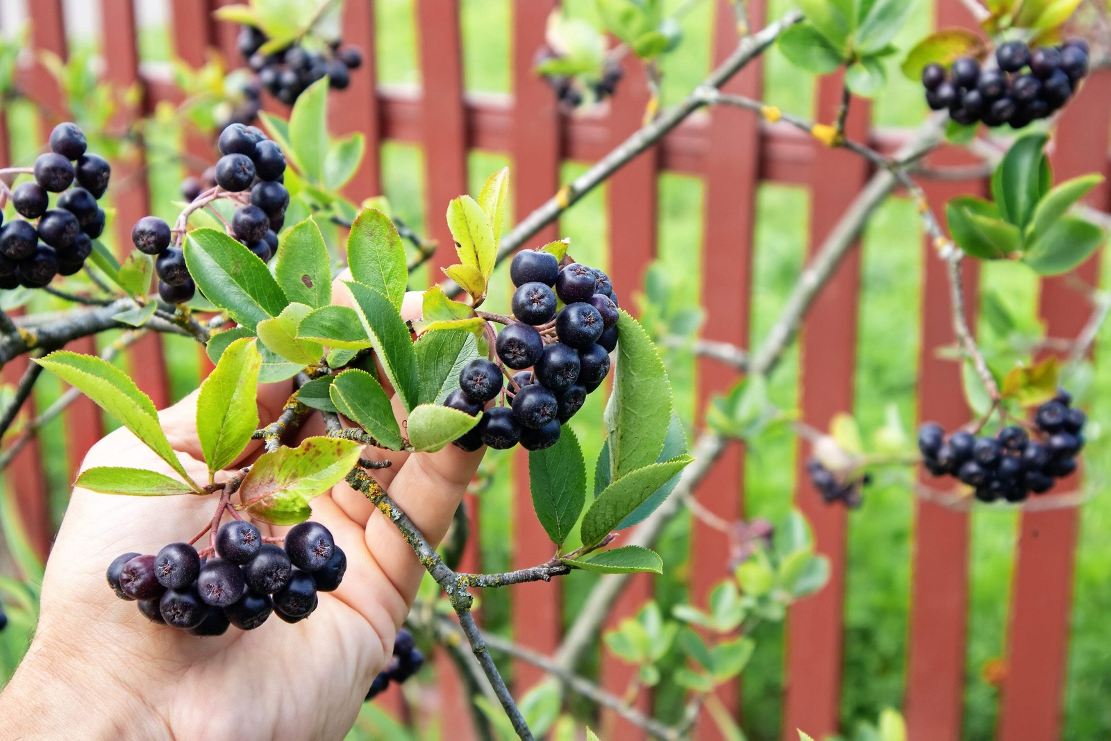 50 BLACK CHOKEBERRY Aronia Melanocarpa White Flower Shrub Seeds