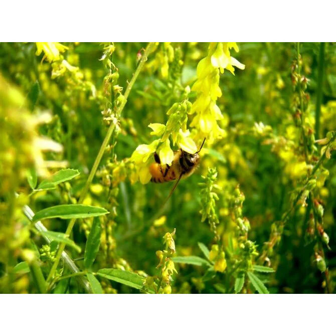 Yellow Sweet Clover Blossom Seed