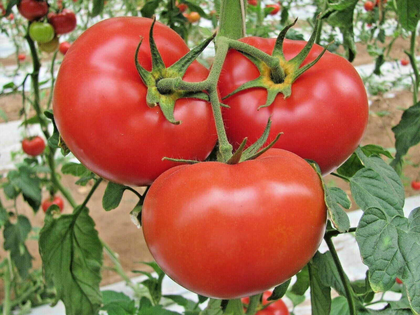 150+BEEFSTEAK TOMATO Seeds Organic Native Vegetable Summer Garden Container Easy