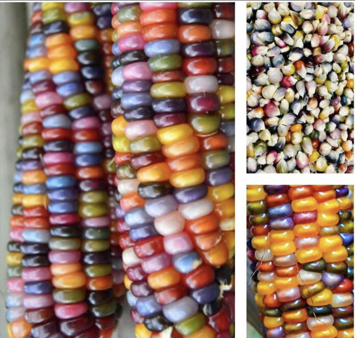 4 Packets -Blue Corn-Glass Gem Corn-Japanese Baby Corn-Strawberry Corn Seeds-US