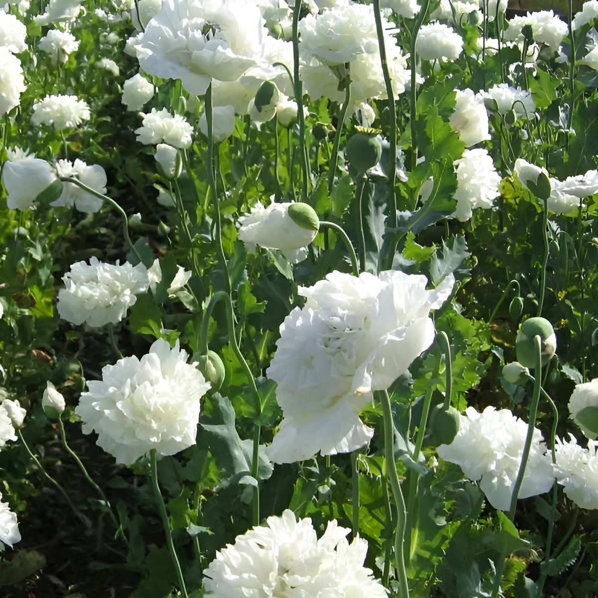 1,000 White Cloud Peony Poppy Seeds – P. Somniferum -Classic Double White Blooms
