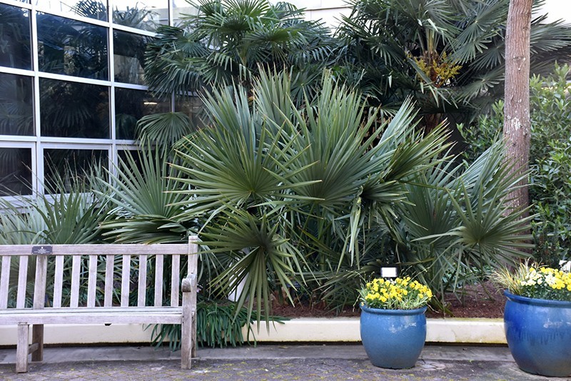 Dwarf Palmetto Palm Tree Seeds (Sabal minor) Cold Hardy Tropical Fan Palm