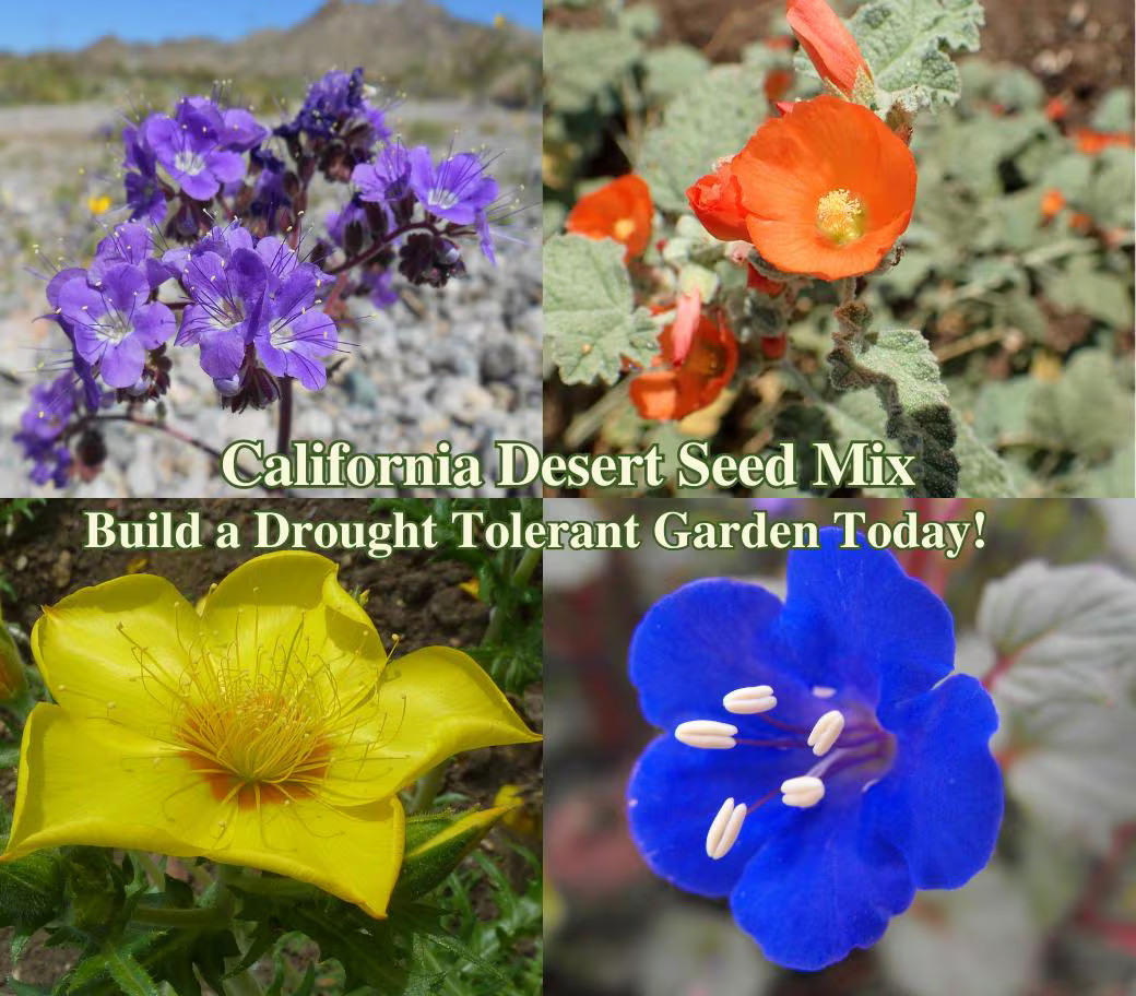 Drought Tolerant California Native Flowers Desert Seeds Native Wildflower Seed f