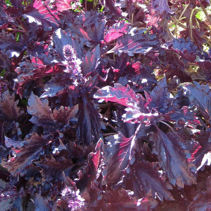 1oz Puple Ruffles Basil Seeds Garden Herb (Approx 21,000 Seeds)