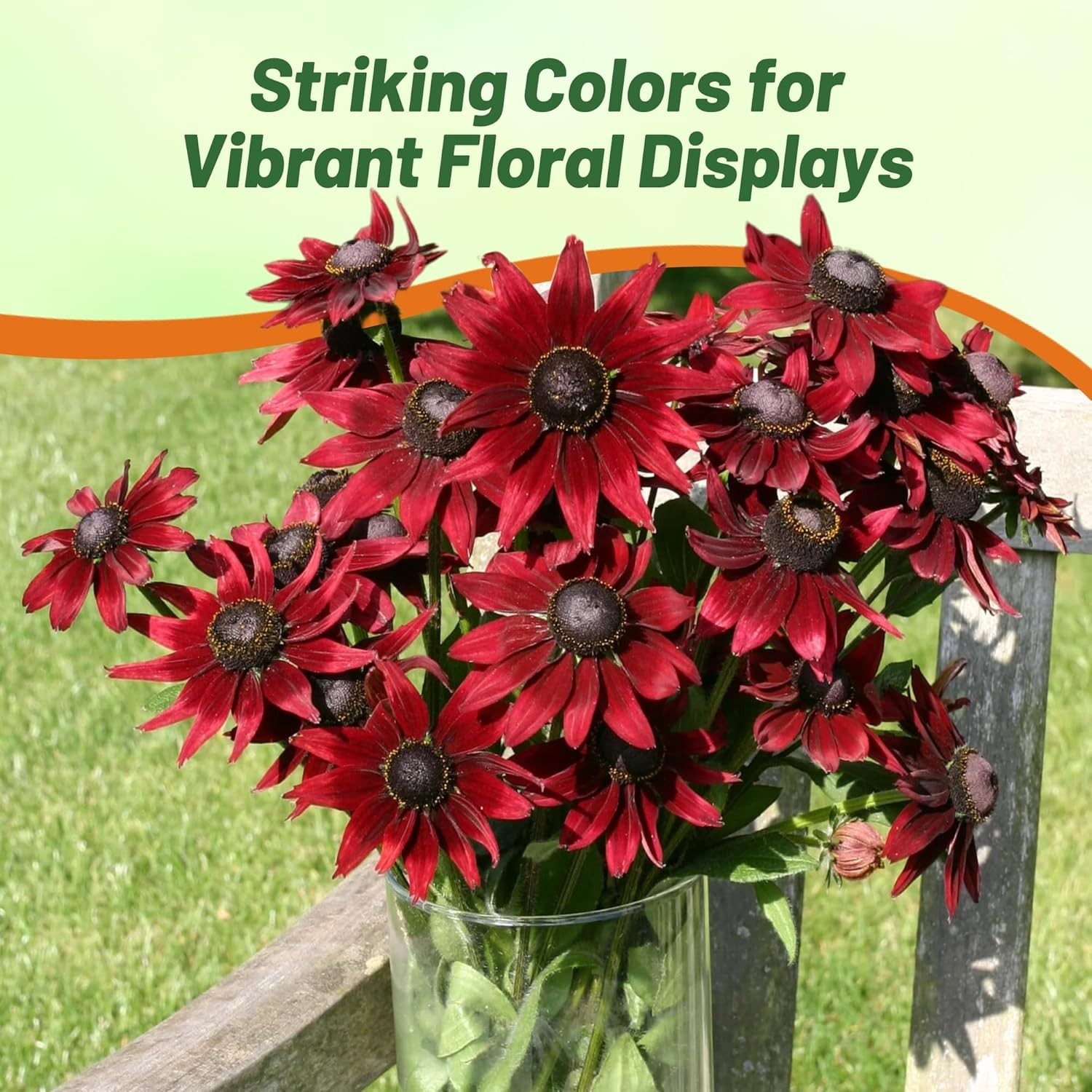 25 Seeds Rudbeckia Hirta Cherry Brandy Drought Tolerant Garden Plant Flower