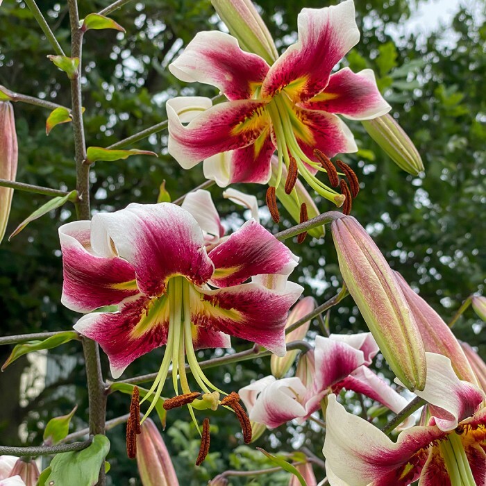 1 – Giant Hybrid Lily LESLIE WOODRIFF Flower Bulb – Abundance of Blooms