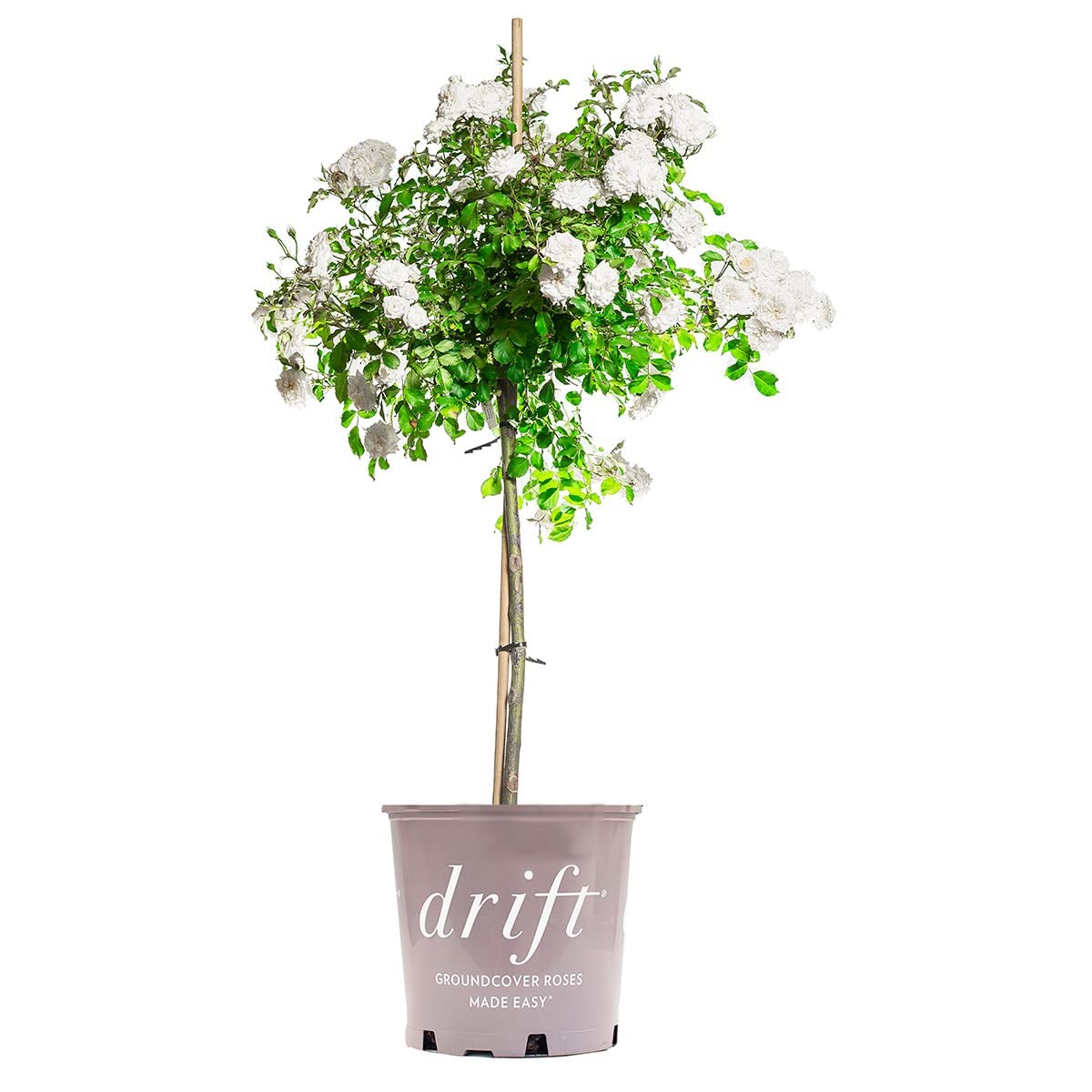 White Drift Rose Tree 3-4 Feet | Live Trees Outdoor Planting | Reblooming Flo…