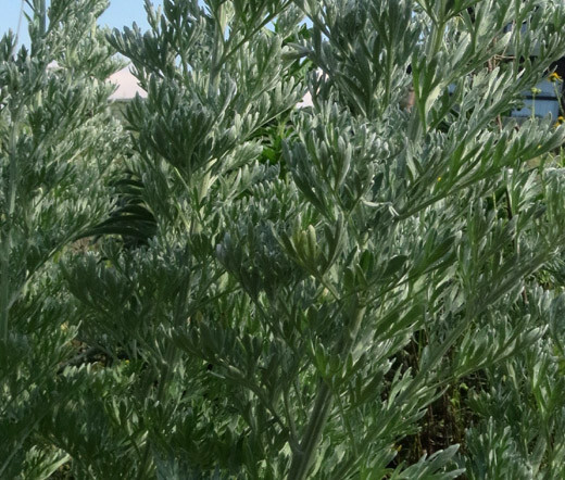 WORMWOOD COMMON Artemisia Absinthium – 1,000 Bulk Seeds