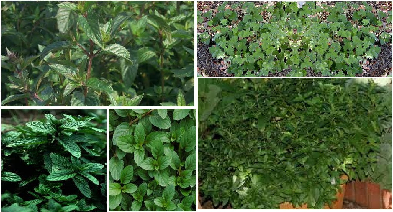 Green PEPPERMINT HERB 25 + SEEDS USA Seller Home Grown