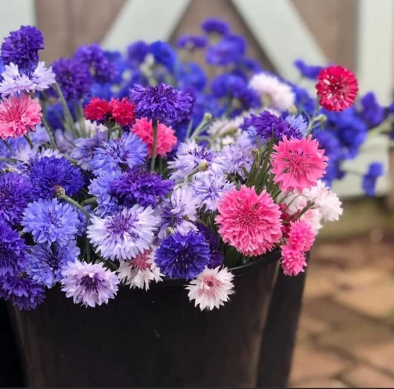 3,000 Bachelor Button Seeds for Planting – Cornflower Wildflower Seed (Centau…