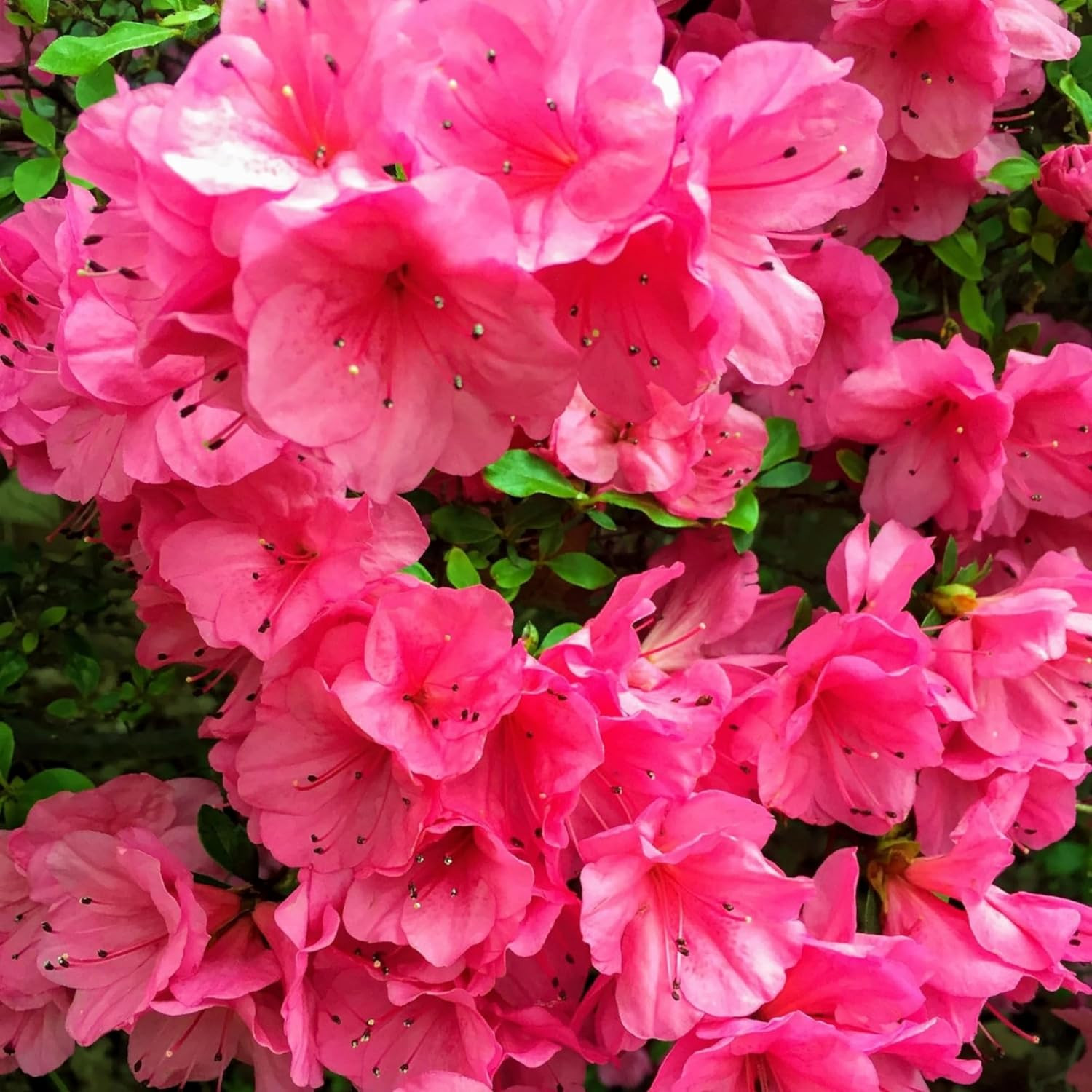 100+ Azalea Flower Seed for Planting Ornamental Flowering Plant Attract Butterfl