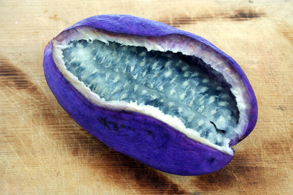 CHOCOLATE VINE SEEDS “3-LEAF” (A. trifoliata) Hardy Fruit Flower Climber Plant