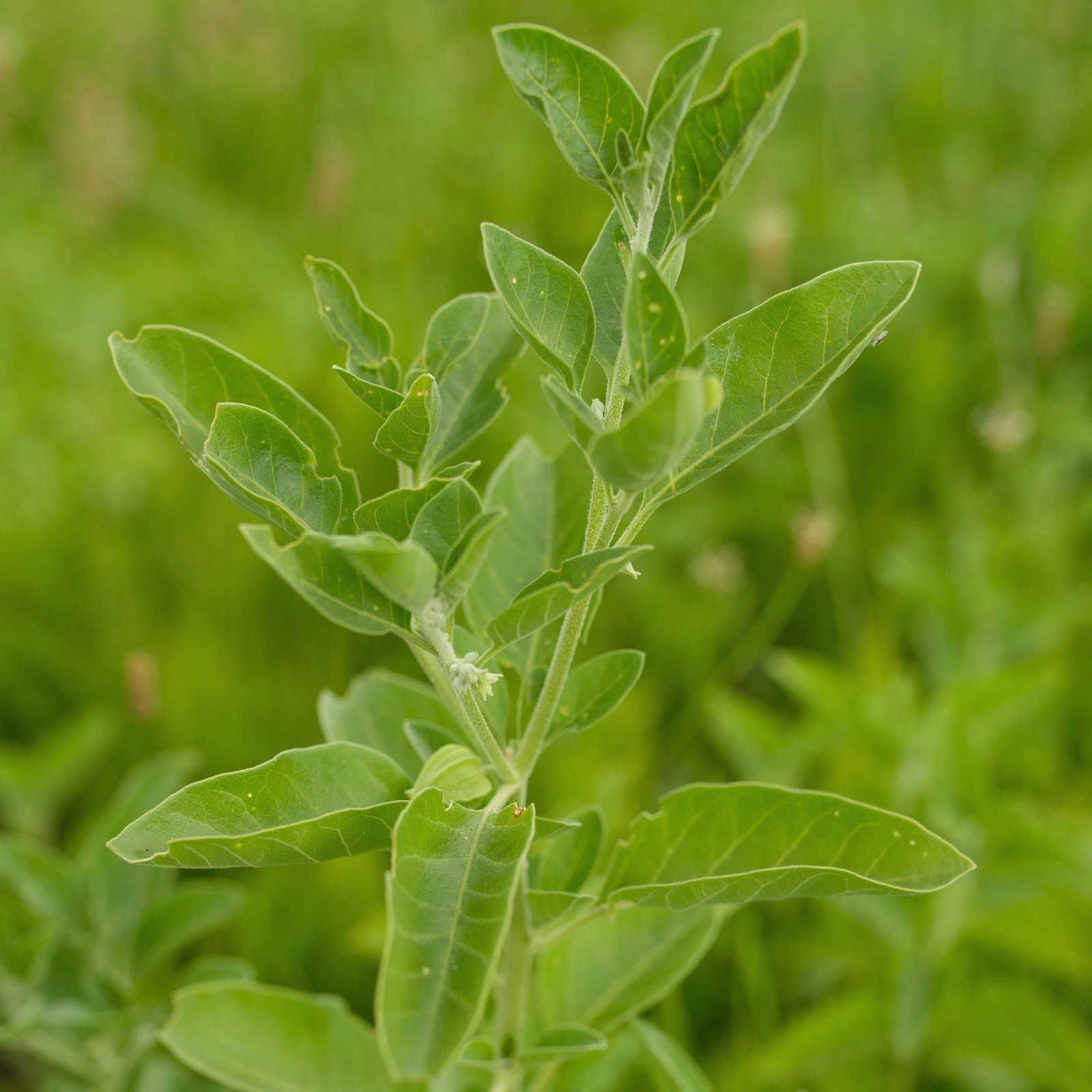 Ashwagandha Seeds (Withania somnifera) ~Ayurvedic Herb Garden