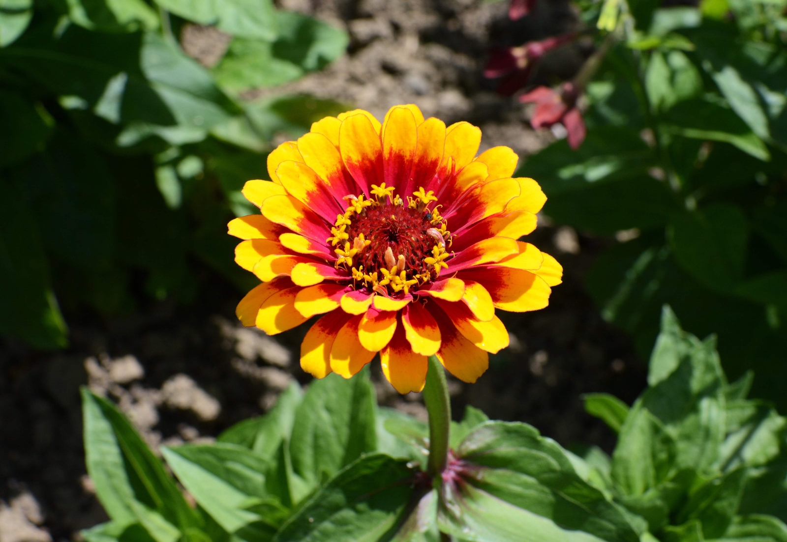 50 CAROUSEL MIX ZINNIA Elegans Carrousel Whirligig Mixed Colors Flower Seeds