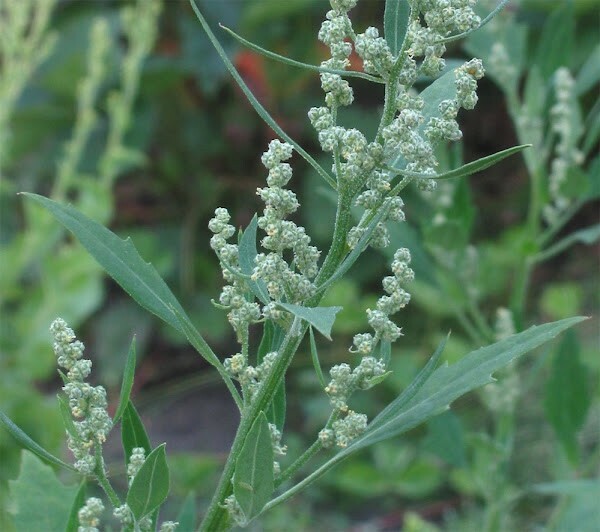 Organic Lambs Quarter, 250+++ Seeds, Harvested Nov ’22 (Chenopodium Album) 