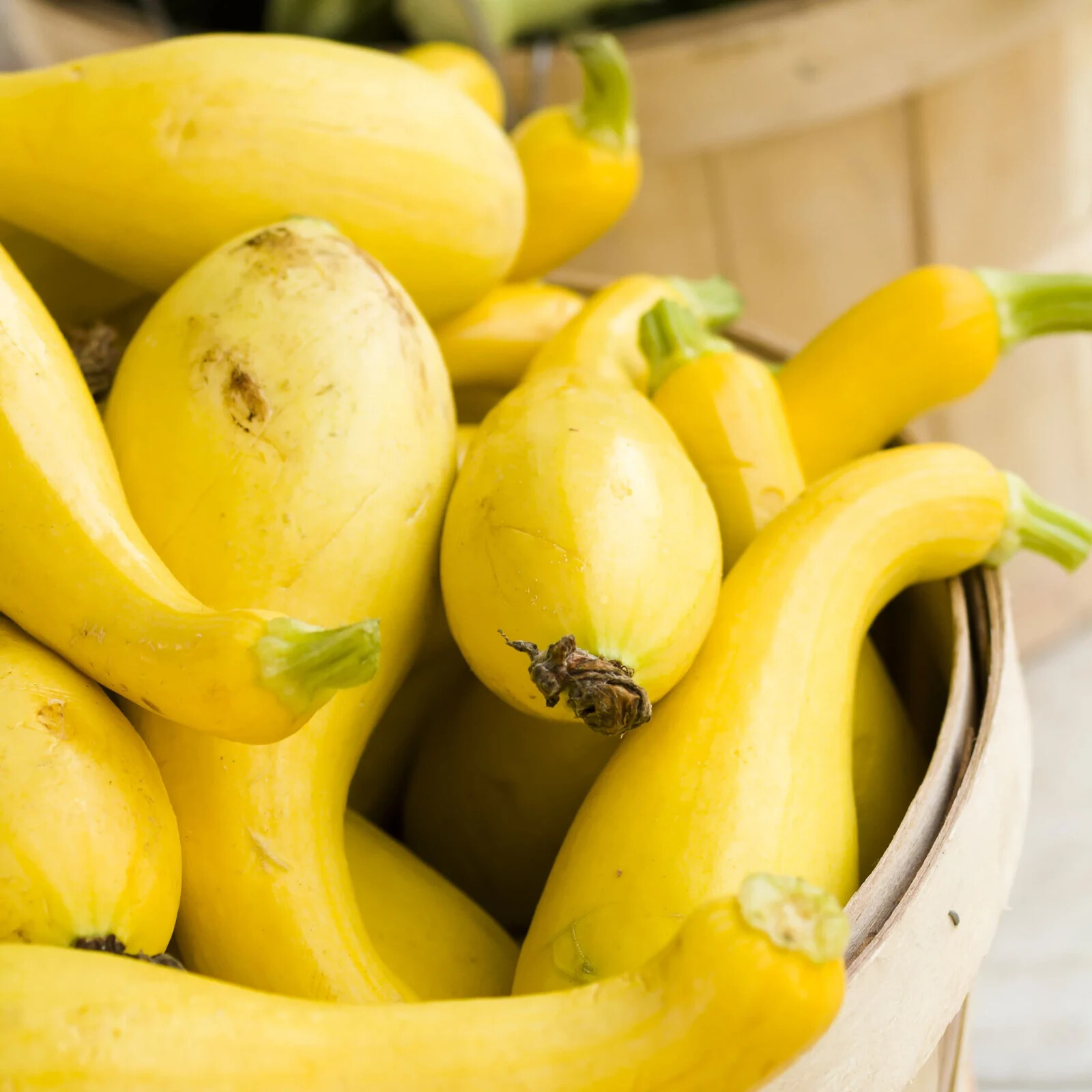 15+ seeds, Squash – Early Summer Crookneek , Open pollinated,Heirloom, Non-GMO