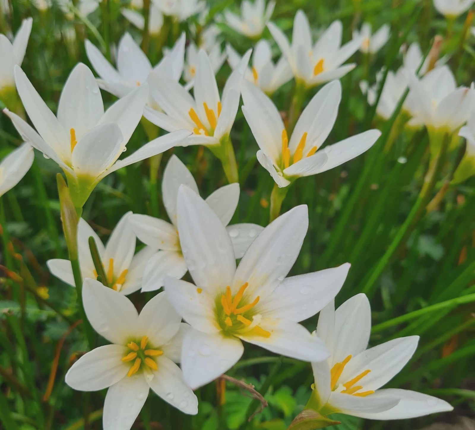 20 New! Mixed rainlily White,Pink and other surprise color (Zyranthes)