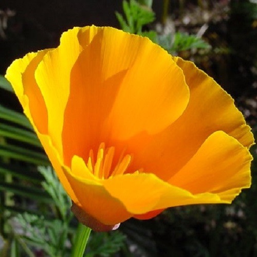 2,000 Orange California Californica Eschscholzia Poppy Flower Seeds For Planting