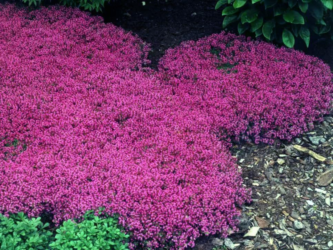 20,000+ Creeping Thyme Ground Cover, Non-Gmo Perennial Flower , Hardy Thymus Se