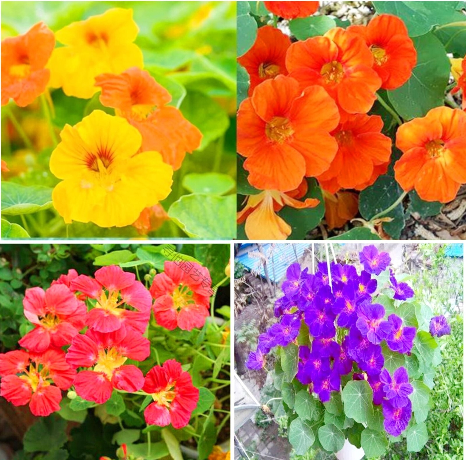 100 Nasturtium Seeds Tropaeolum majus Edible Flowers and Leaves – Spicy Flavor –