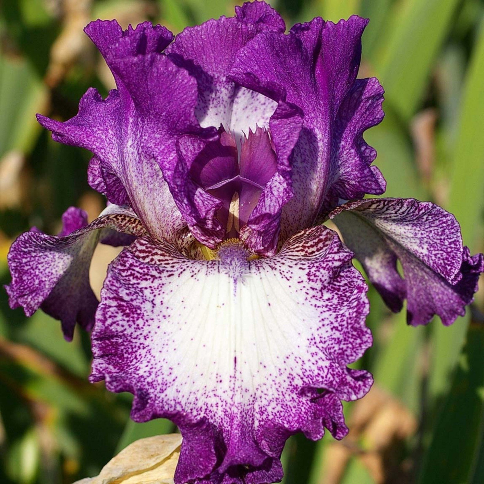 Tall Bearded Iris Reblooming Mariposa Autum Purple White Freshly Dug 1 Rhizomes