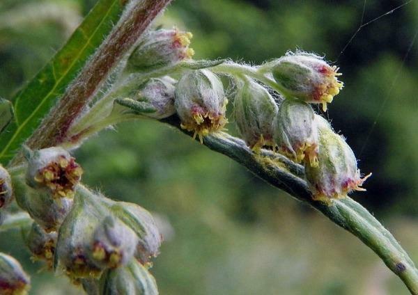Artemisia vulgaris | Common Mugwort | Sailor’s Tobacco | Felon Herb | 20 Seeds