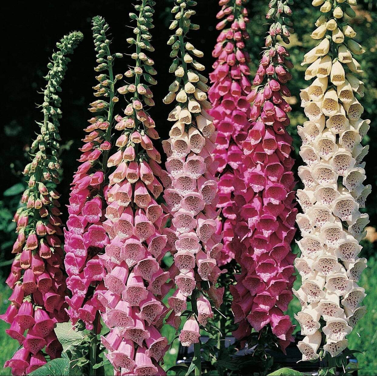 500+ SEEDS Foxglove Mixed Colors | Biennial Flower