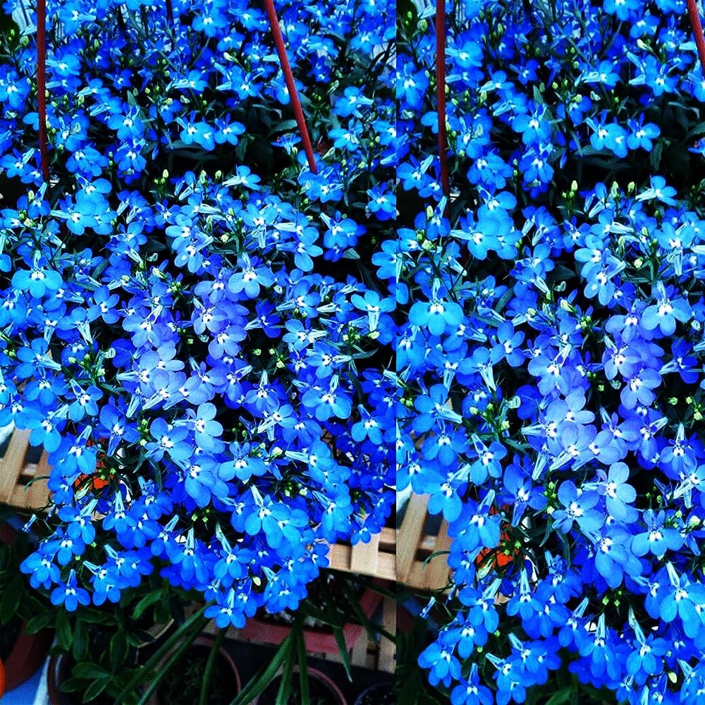 Blue Woolly Thyme Seeds,20001+ Blue Creeping Thyme Seeds Ground Cover,Drought