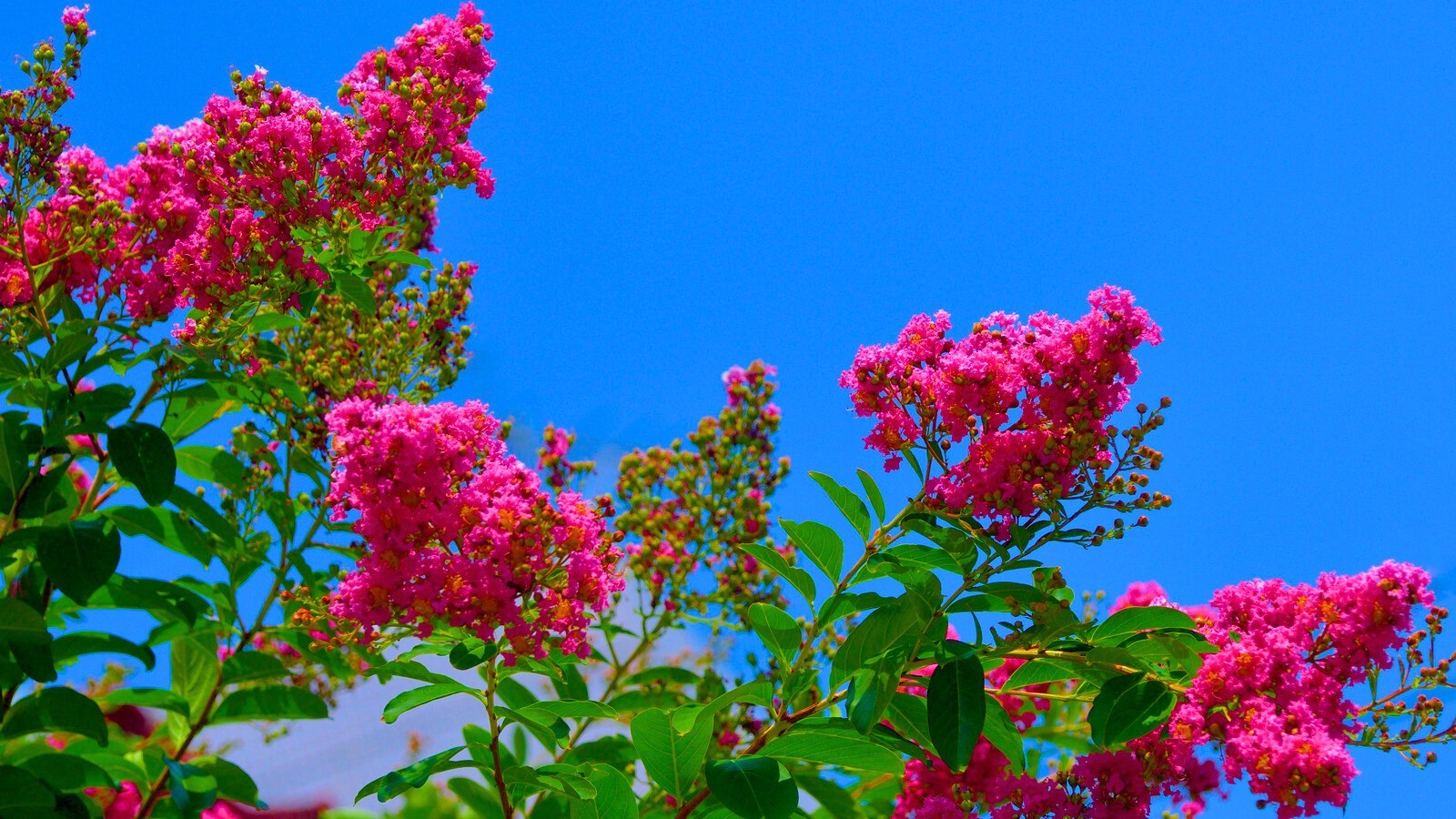 500 Premium Crepe Myrtle Tree Seeds – Easy to Grow – Free Growing Guide Included