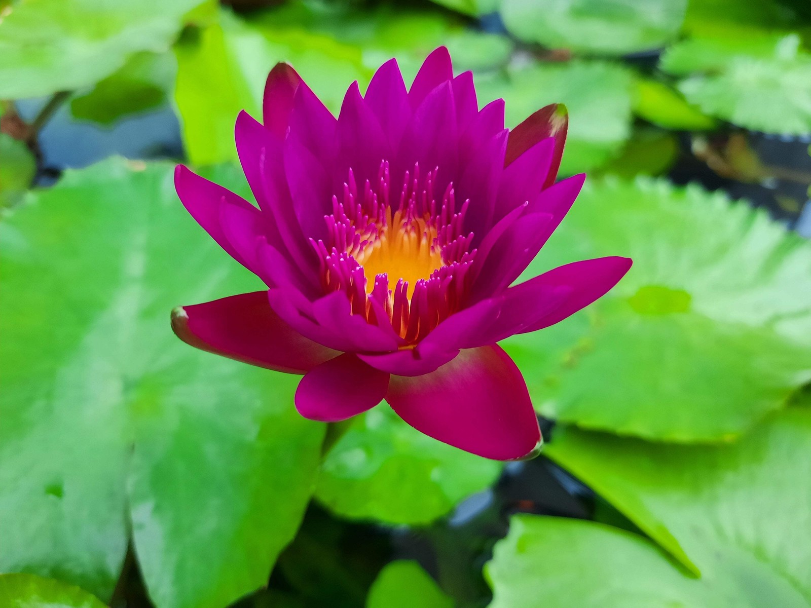 3 Organic Mixed Colors LOTUS Nelumbo Pond Water Lily Lilypad Blue Flower Seeds