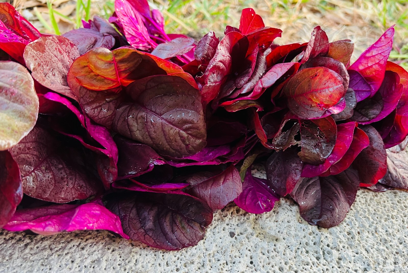 Non-GMO Asian Vegetable Red Amaranth Seeds（全红苋菜）300+Seeds 2023NEW!