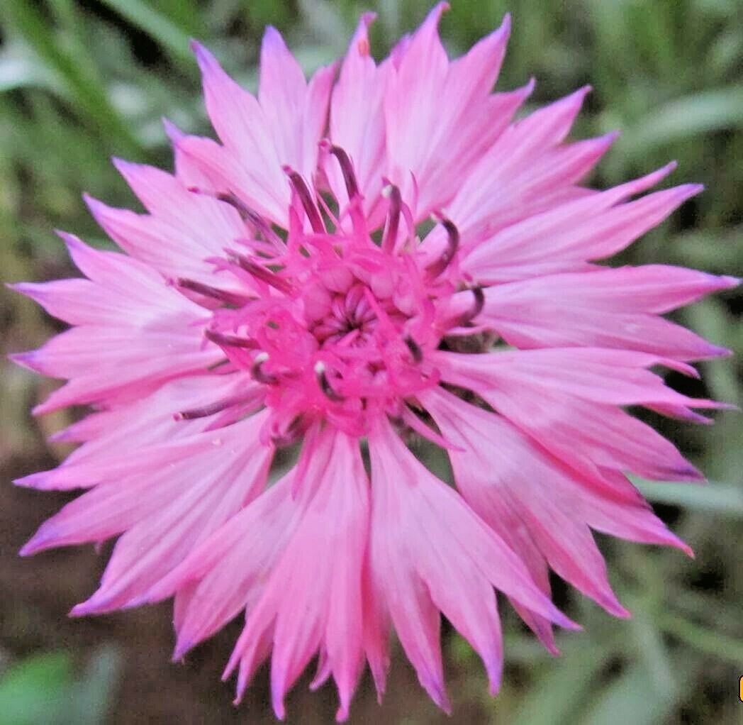 501+CORNFLOWER BACHELOR BUTTON Mixed Seeds Cut Dried Flowers Garden Container