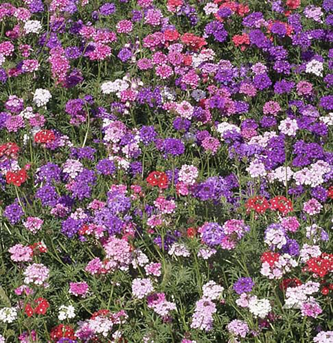 Moss Verbena – Ground Cover – Mixed Colors for Zones 6-10 – 3300 Seeds –