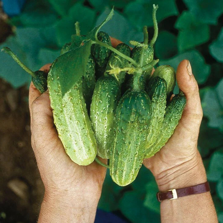 National Pickling Cucumber Seeds | Specially Bred Best Producer High Yields 2024