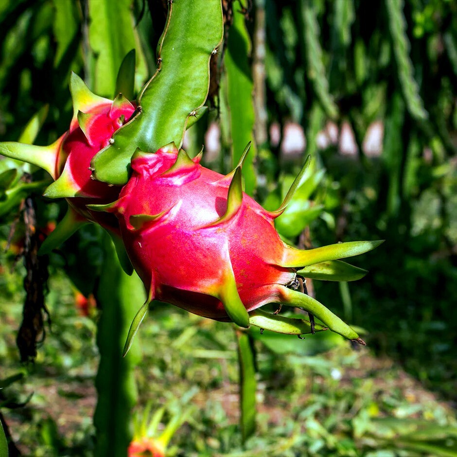 White Dragon Fruit Tree Seeds (H. Undatus) Pitahaya Strawberry Pear Cactus Vine