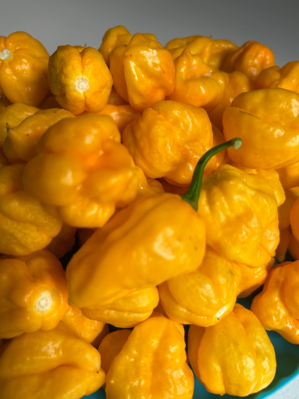 30 Yellow Jamaican Scotch Bonnet pepper seeds Hot