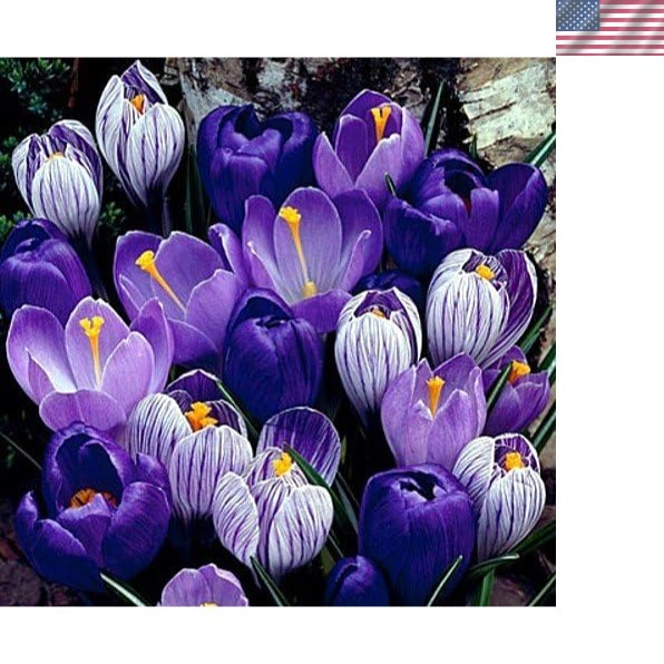 Blue Moon Crocus Bulbs – 20 8/9cm Perennial Flowers in Blues and Purples