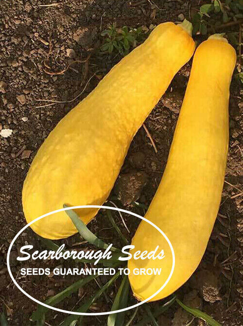 SCARBOROUGH SEEDS SUMMER SQUASH YELLOW STRAIGHTNECK 25 SEEDS NON-GMO