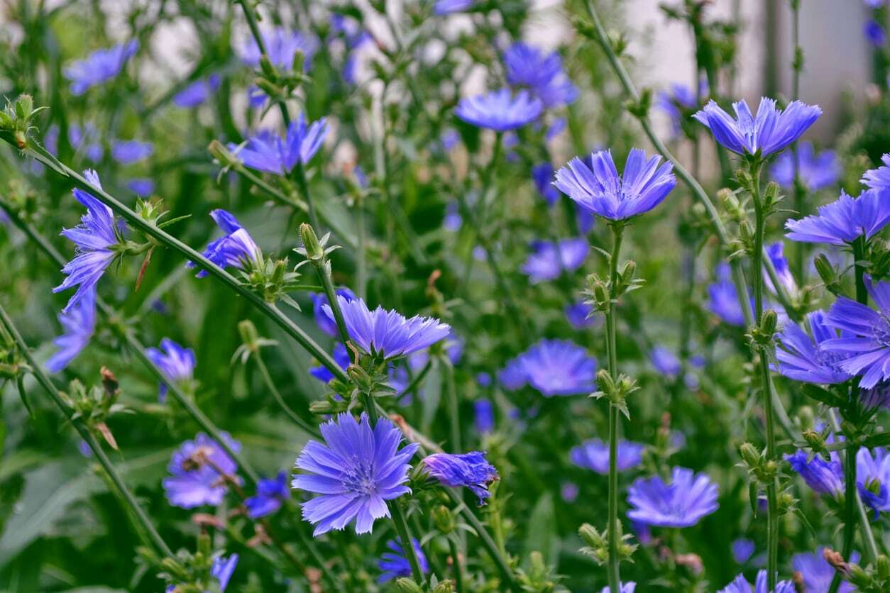 Chicory Seeds, 1 Ounce, Italian Dandelion, NON-GMO, Deer Plot, Coffee Weed